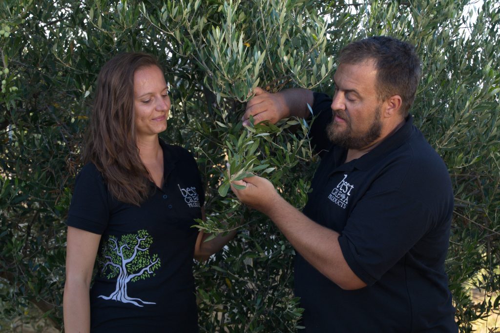 kontrola úrody olív a určenie zberu na výrobu olivového oleja