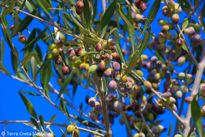 právo vedieť čo je GMO