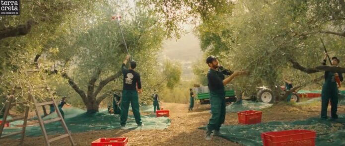 Zber olív na Kréte